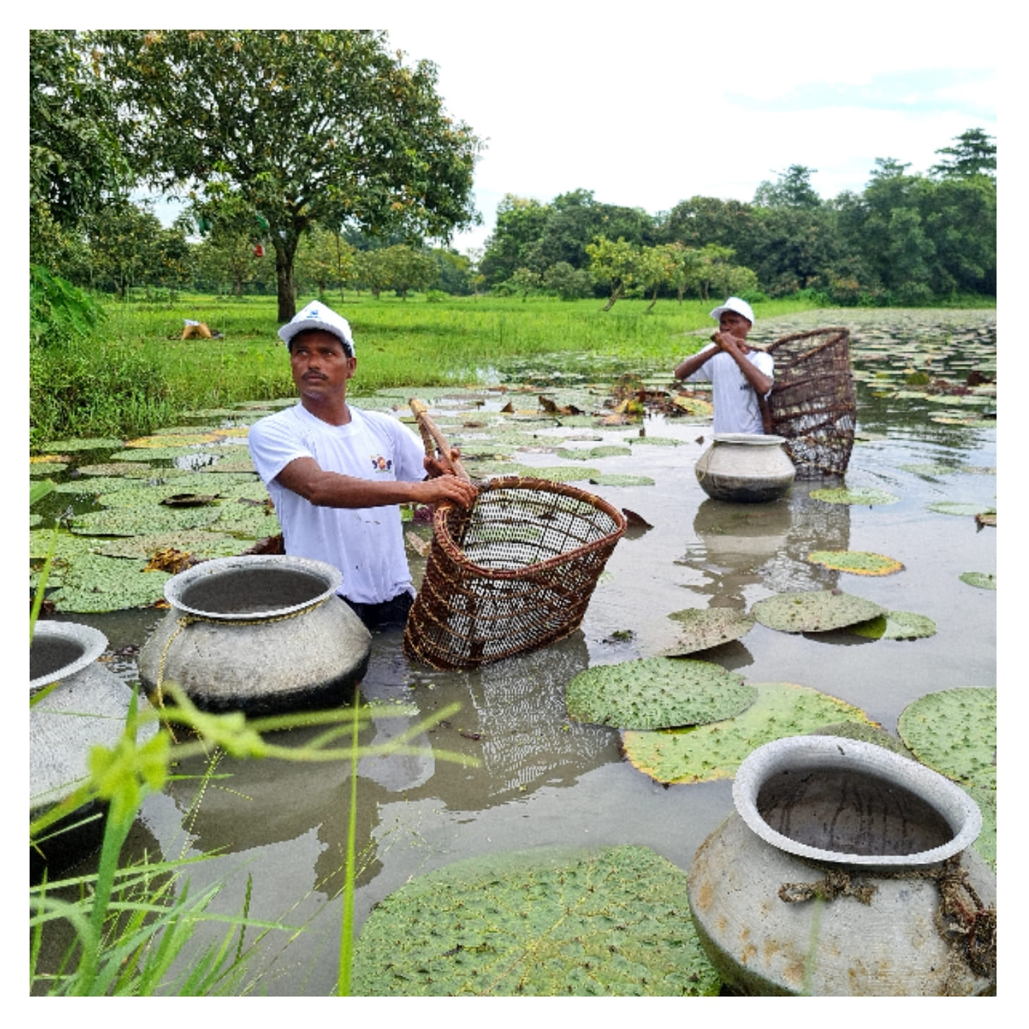 Harvesting Makhanas from Pond